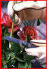 Victorinox Floral Knife In Use