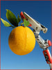 Telescopic Cut and Hold Pruner with Pivot Head Holding Citrus