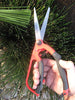 Garden Scissors In Use
