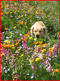 Napa Valley Wildflower Seed Mix