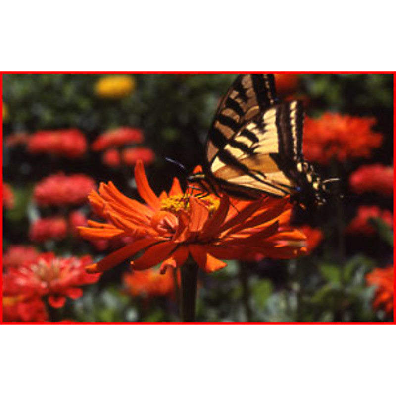 wildflower seed mix for butterflies Bird and Butterfly Mix – Wildflower Seed & Tool Company