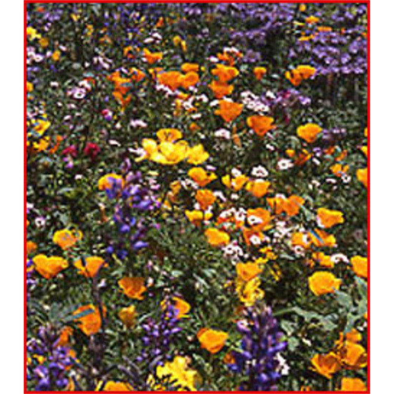 seeds to plant in may california California Native Mix – Wildflower Seed & Tool Company