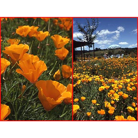 California Poppies Wildflower Seed