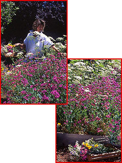 cut flower seed mix Cut Flower Mix – Wildflower Seed & Tool Company