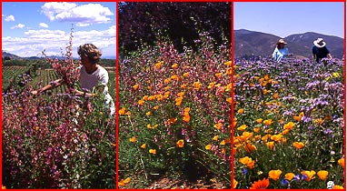 dry area wildflower seed mix Dry Places Mix – Wildflower Seed & Tool Company