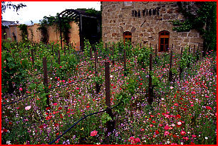 wildflower garden seed mix English Cottage Mix