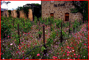 English Cottage Wildflower Seed Mix