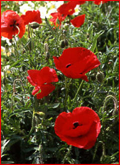 Flanders Field Poppies Wildflower Seed