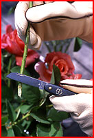 Victorinox Floral Knife In Use