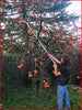 Telescopic Cut and Hold Pruner in Use