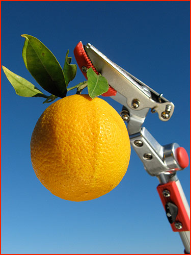 Telescopic Cut and Hold Pruner with Pivot Head Holding Citrus