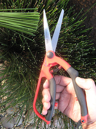 Garden Scissors In Use