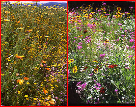 Low Growing Meadow Wildflower Seed Mix