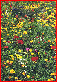 wildflower seeds northeast Northeast Mix – Wildflower Seed & Tool Company