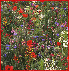 North American Wildflower Seed Mix