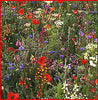 North American Wildflower Seed Mix