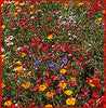 Pacific Northwest Wildflower Seed Mix