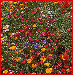 flower seeds pacific northwest Pacific Northwest Mix