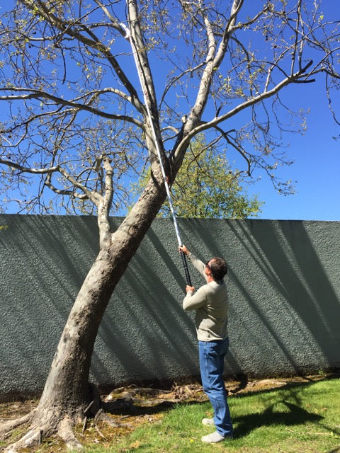 Pro Telescopic Pole Saw (17.5 Feet) In Use