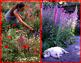 woodland wild flower seeds Shady Woodlands Mix
