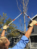 Woman's Pro™ Telescopic Power Lopper (Anvil) In Use